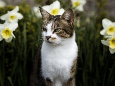 кошка, животное, цветы