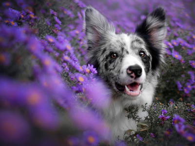 собака, животное, взгляд, цветы