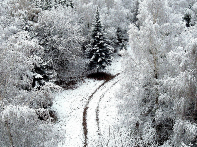 зима, снег, лес, дорога
