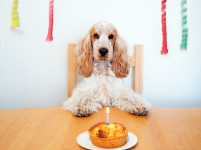 собака, торт, день рождения