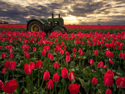 тюльпаны, поле, трактор