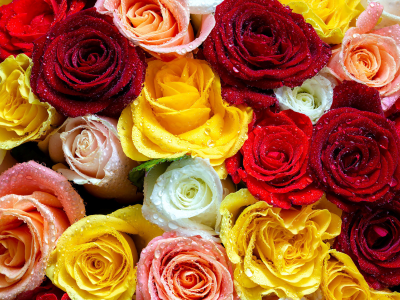 розы, букет, цветы