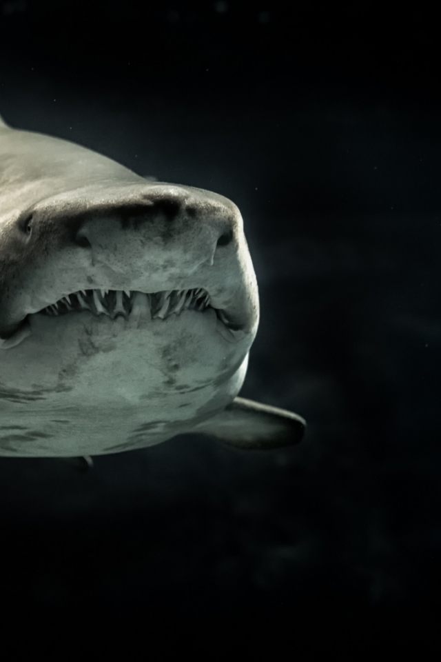 акула, хищник