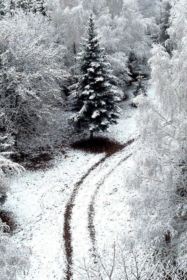 зима, снег, лес, дорога