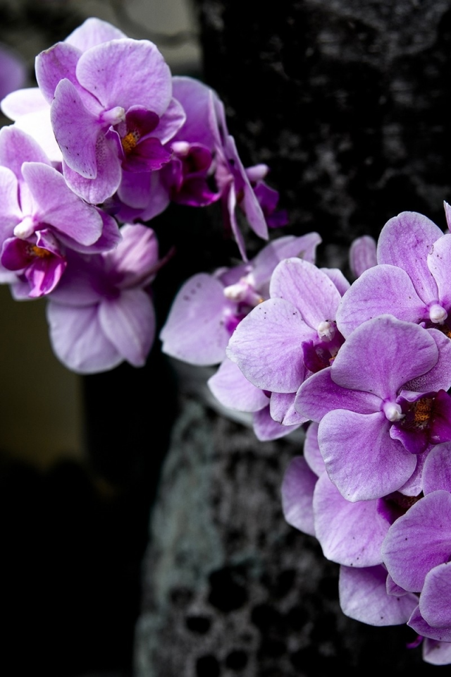 орхидея, цветы