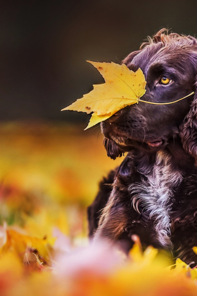 собака, животное, осень, листопад