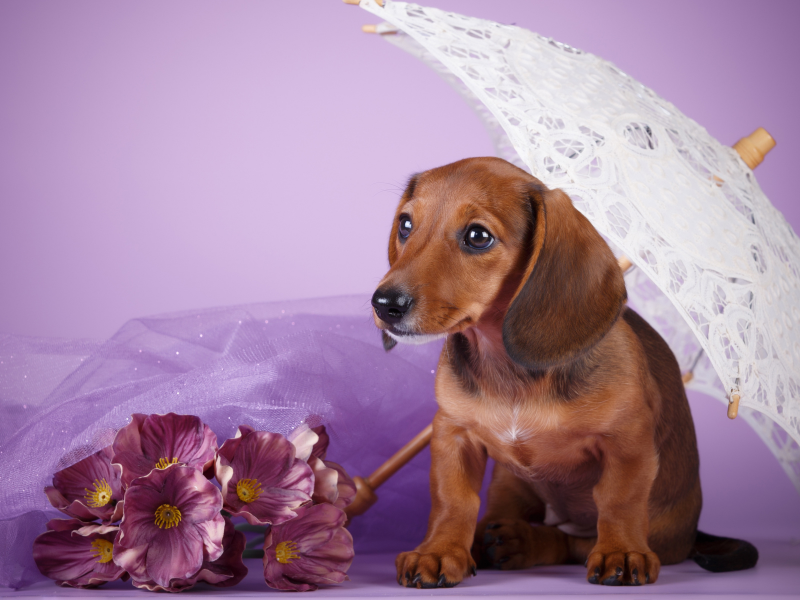 собака, цветы, зонт