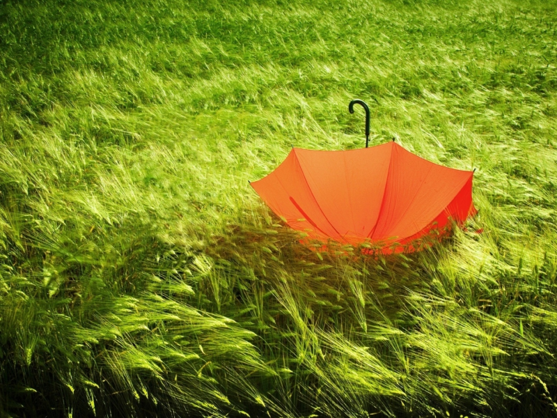 трава зелёная, зонтик