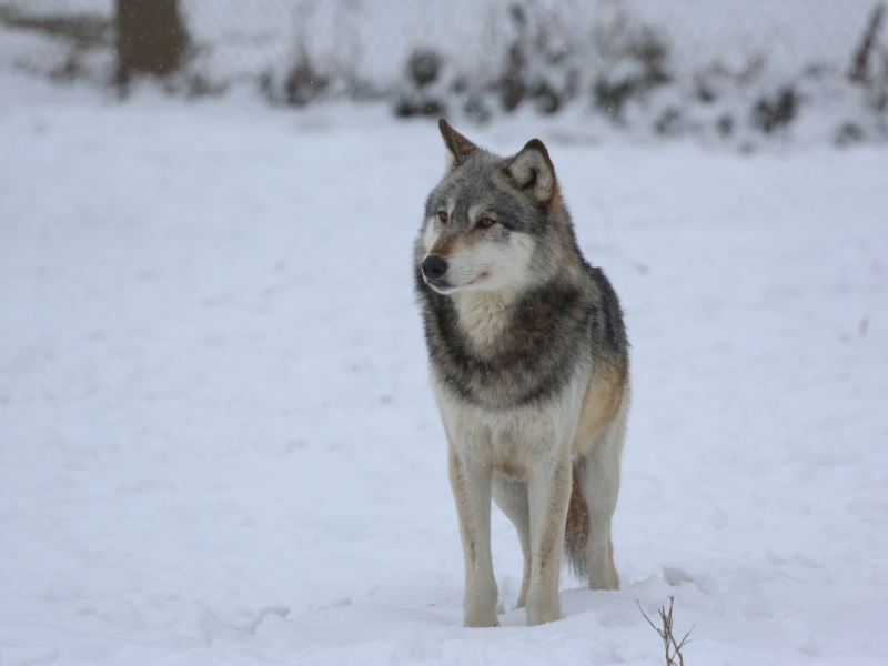 волк, хищник, снег