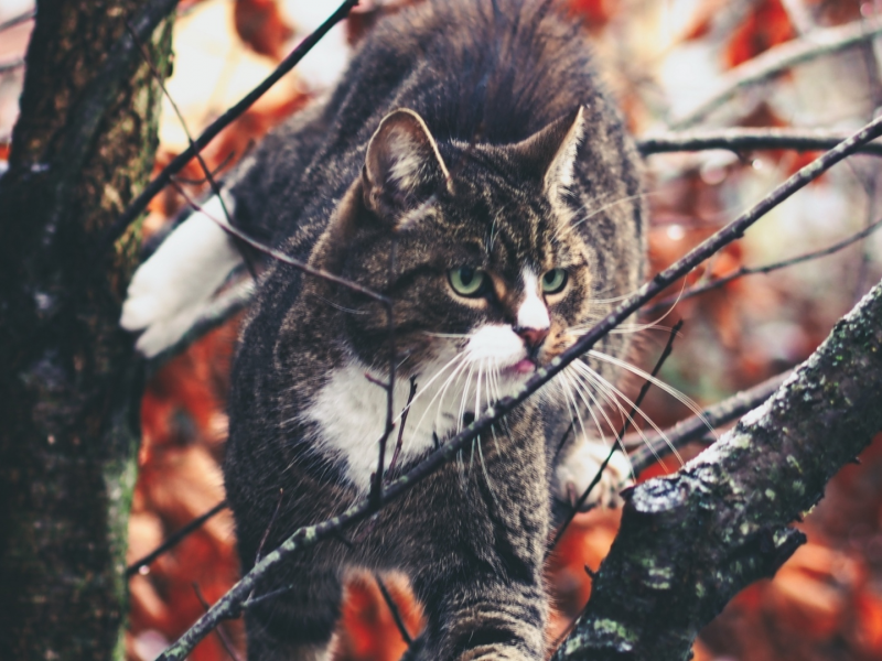 кот, животное, на дереве