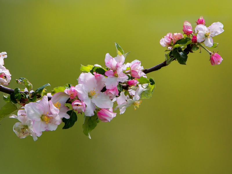 весна, яблоня, цветение