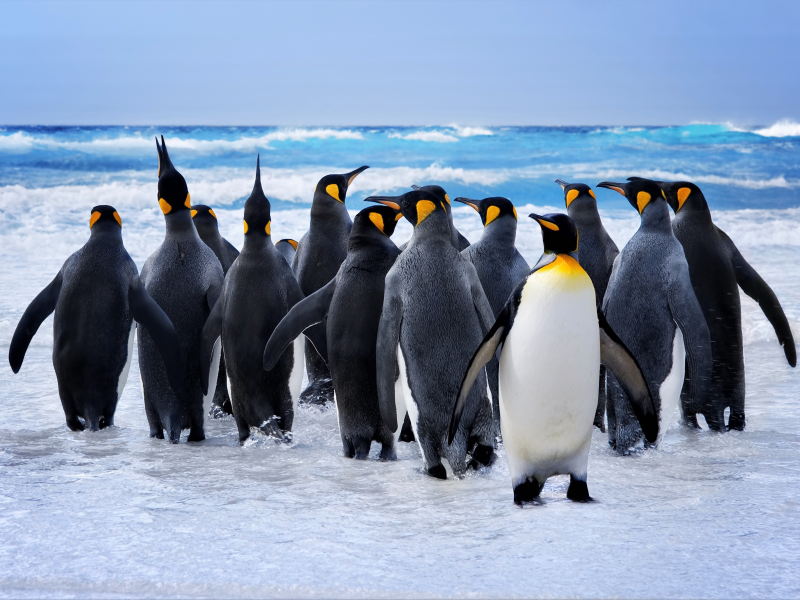 королевские, пингвины, снег