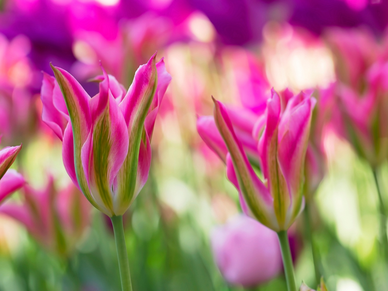 тюльпаны, розовые тюльпаны, весна