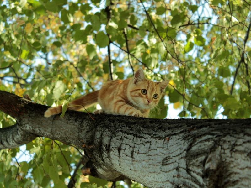 кот, взгляд, усы