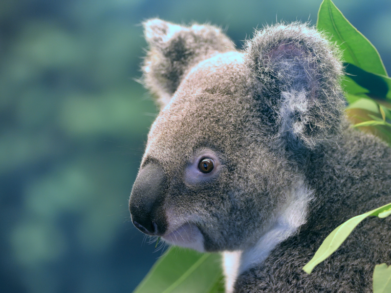 коала, дерево