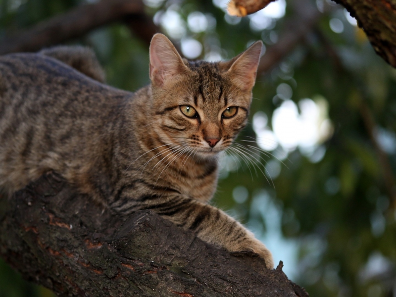 кот, взгляд, сидит на дереве