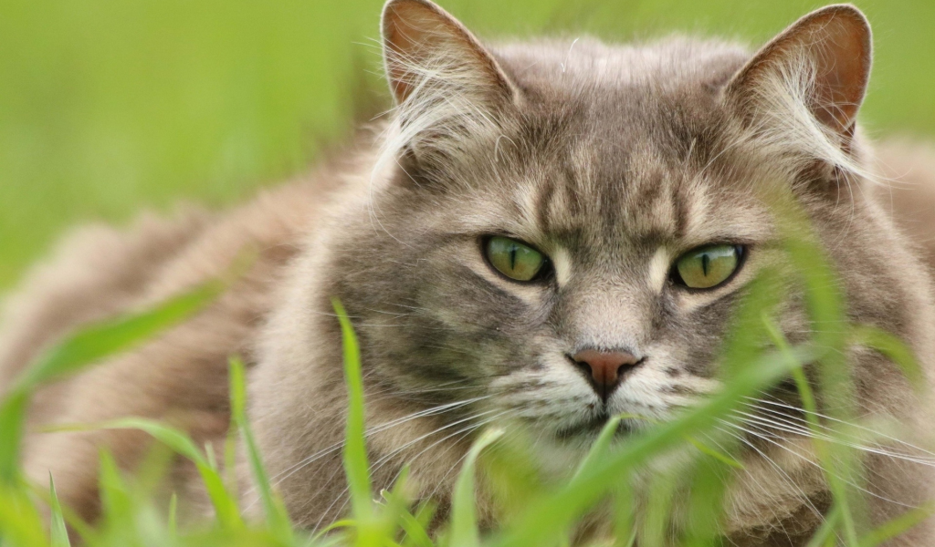 кот, животное, сидит в траве