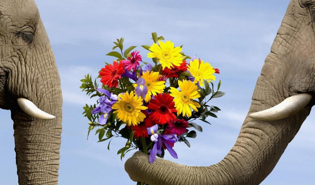 слоны, букет цветов