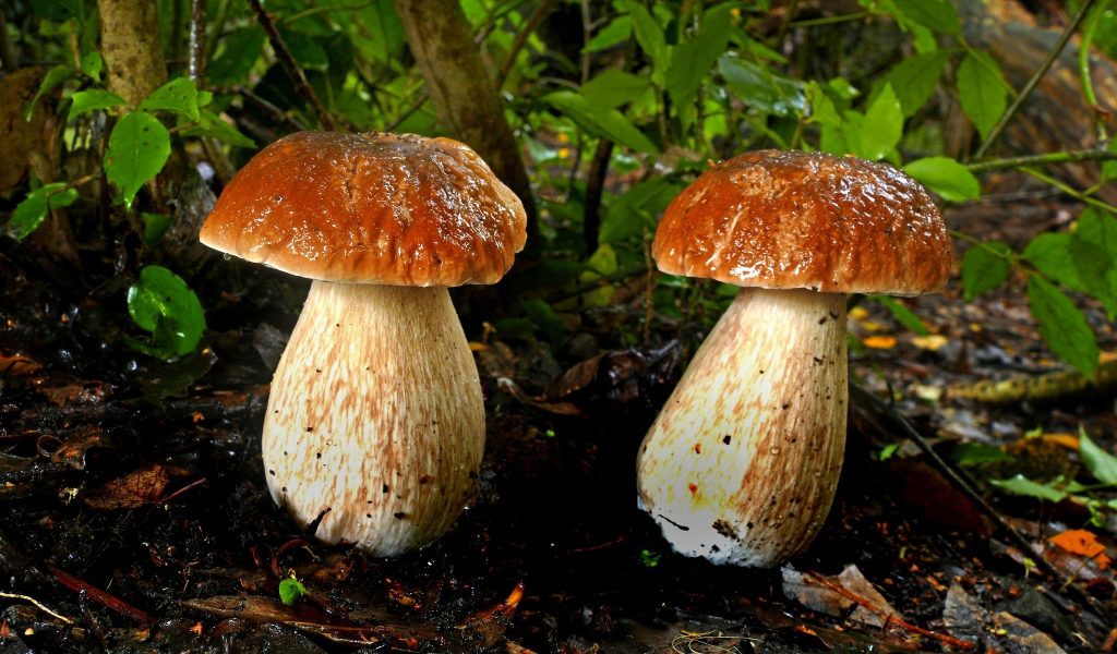 грибы, сырость, осень