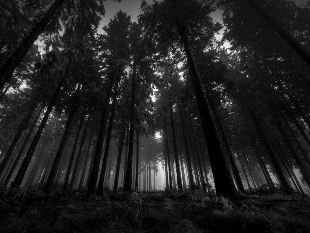 природа, деревья, лес, ночь