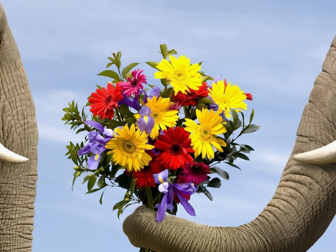 слоны, букет цветов