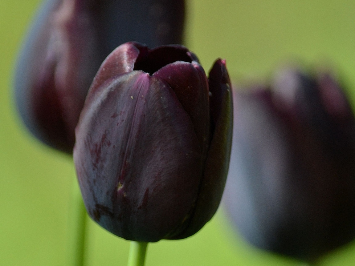 тюльпаны, чёрные