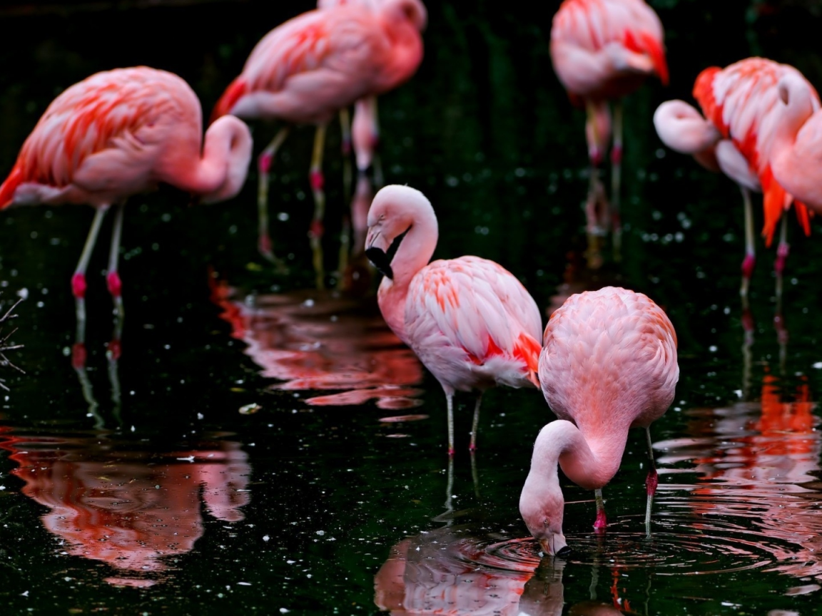 фламинго, озеро