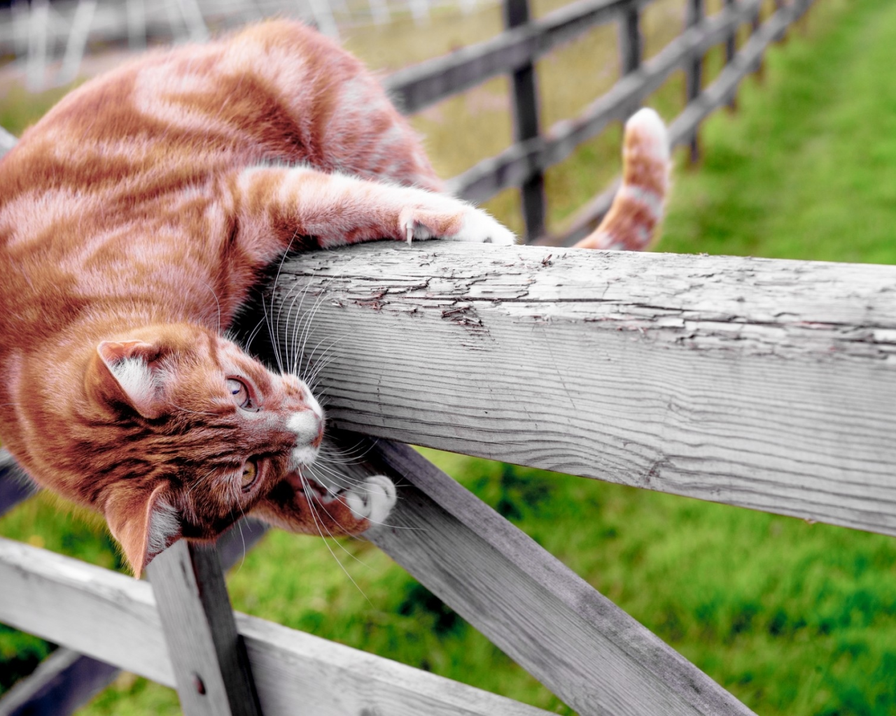 кот, рыжий, на заборе
