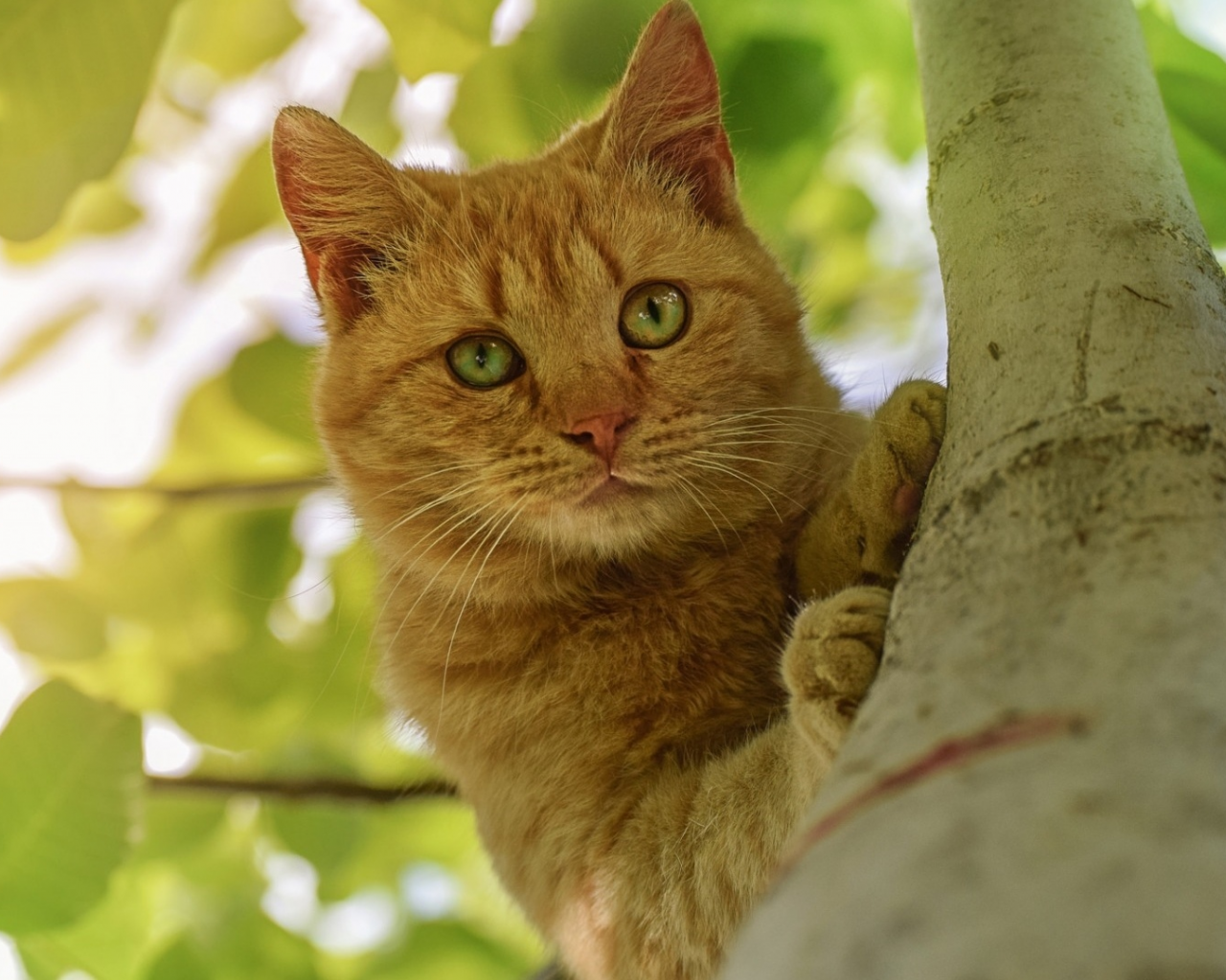 кот рыжий, взгляд, на дереве