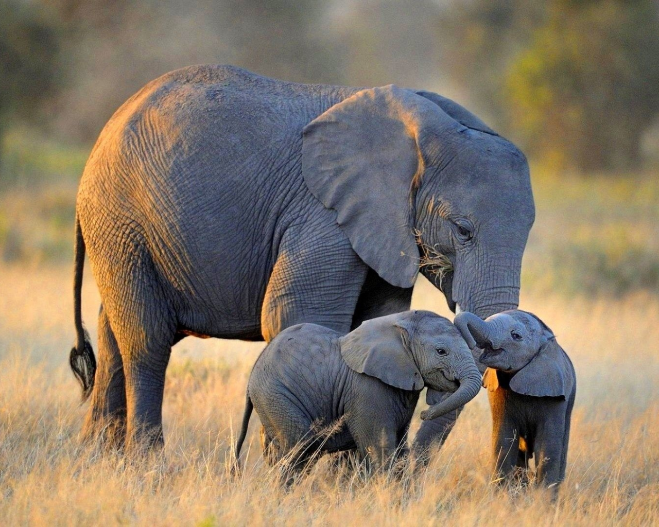 слоны, африканские, семья
