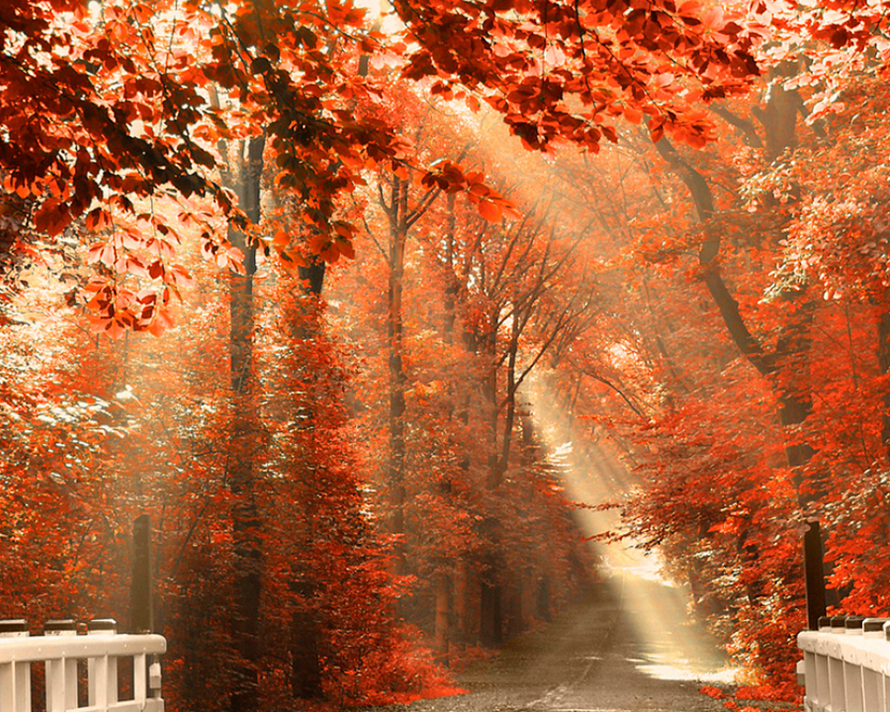 лес, деревья, осень, мост