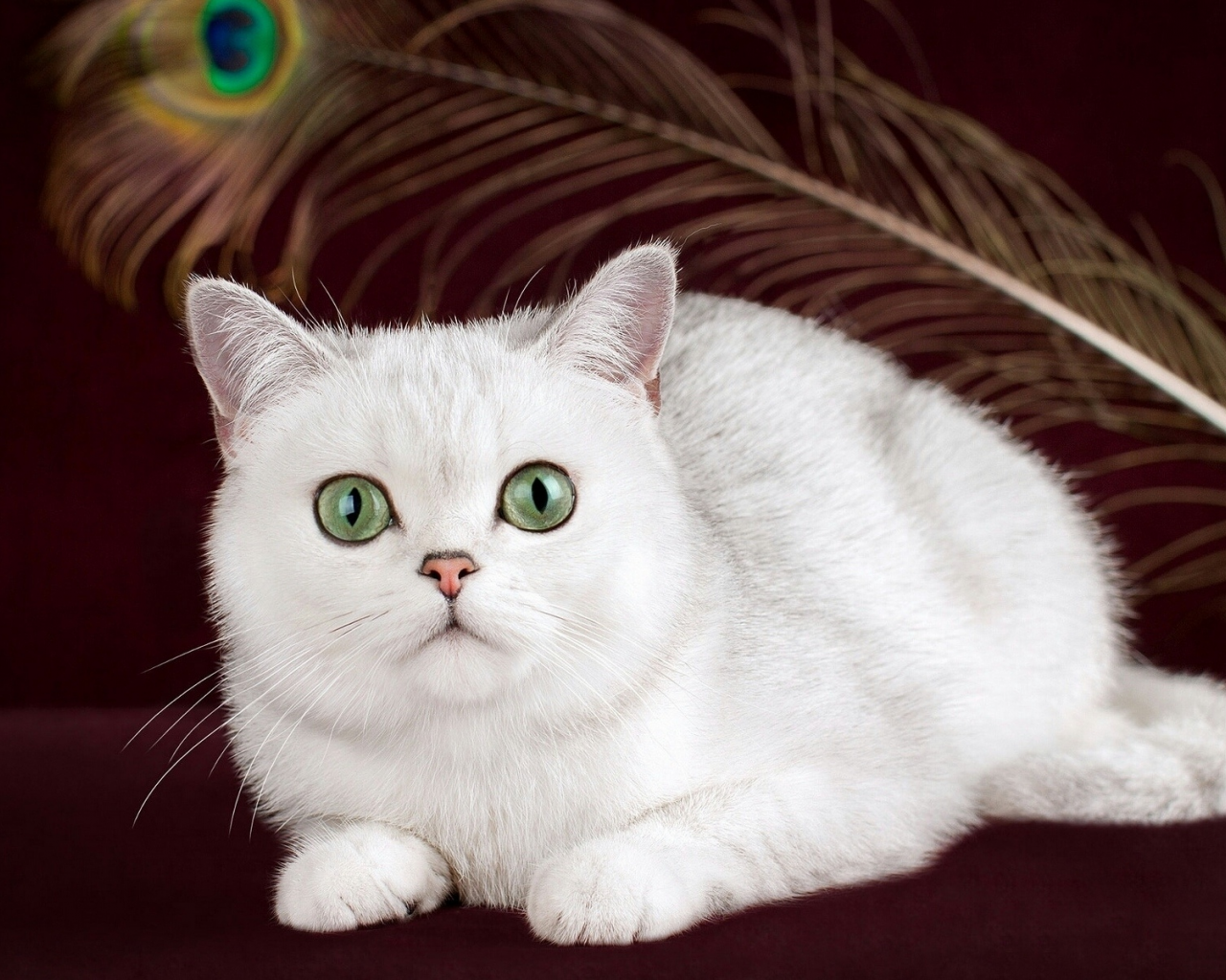 кошка белая, взгляд