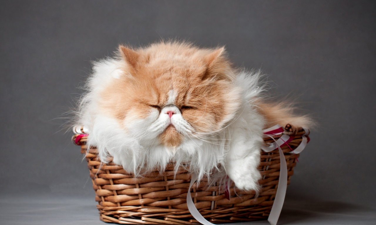 кот персидский, лежит, в корзине