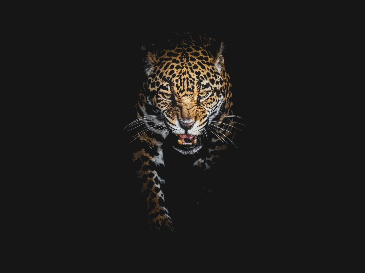 темнота, леопард