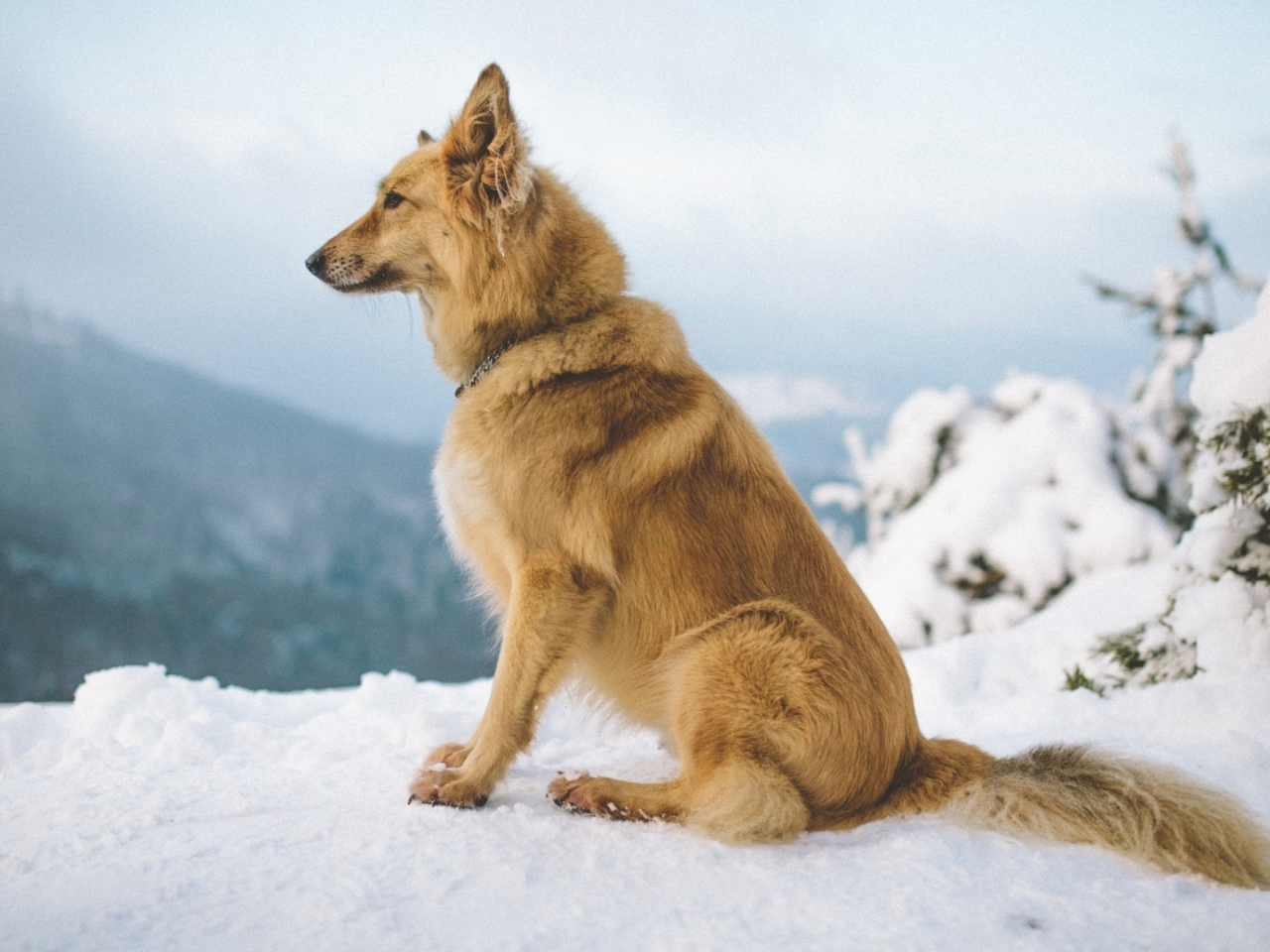 собака, снег, зима