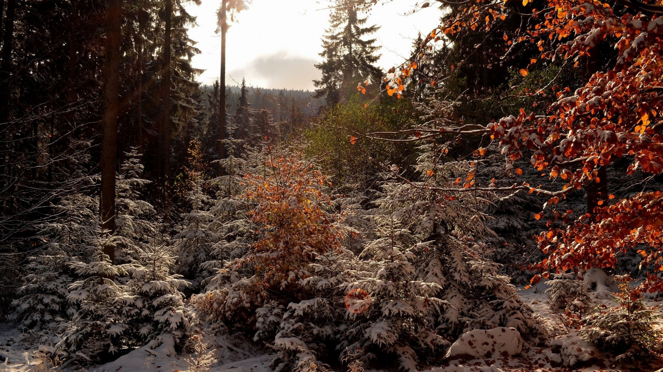 пейзаж, природа, красота