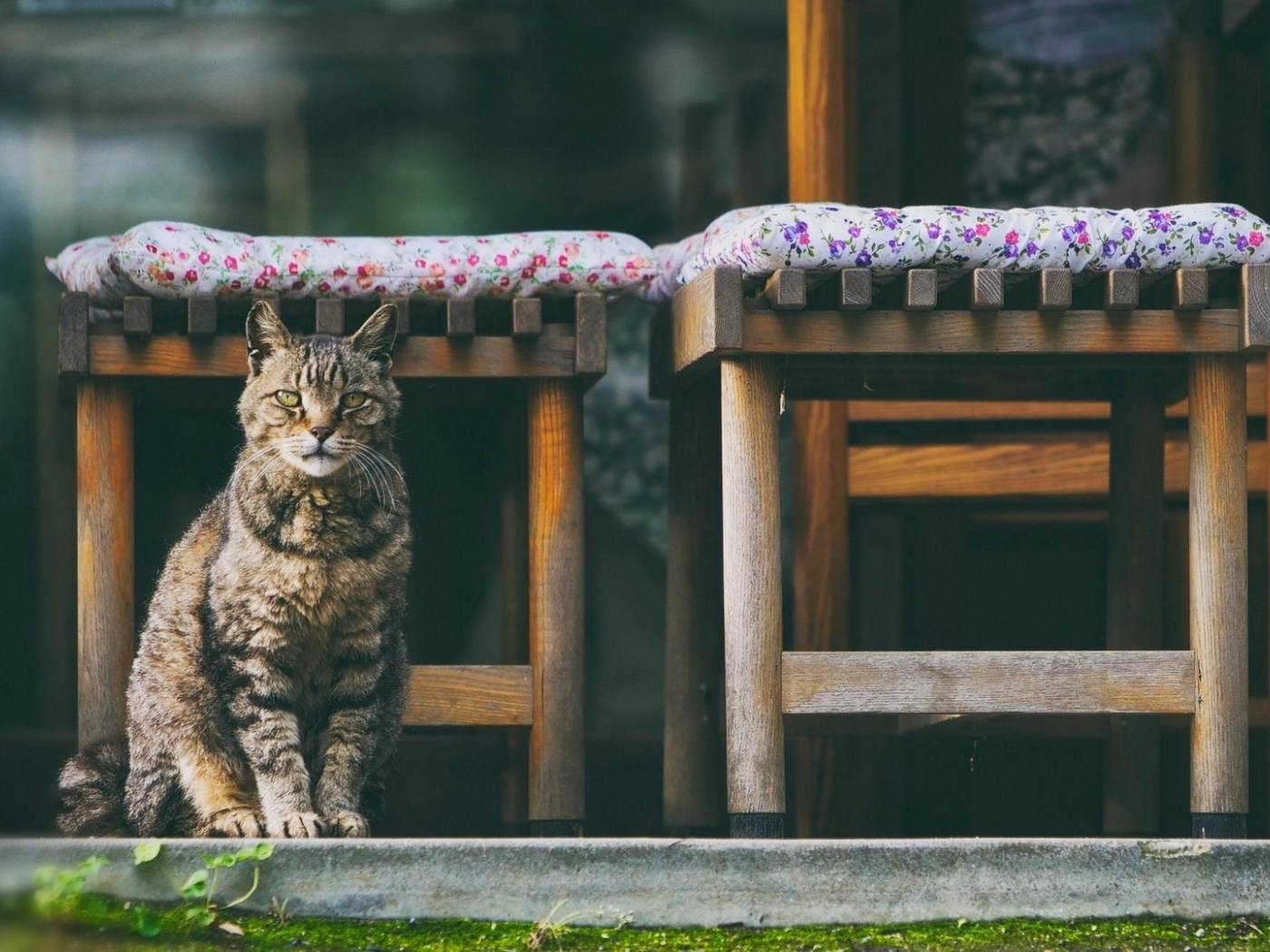 кот, животное, сидит