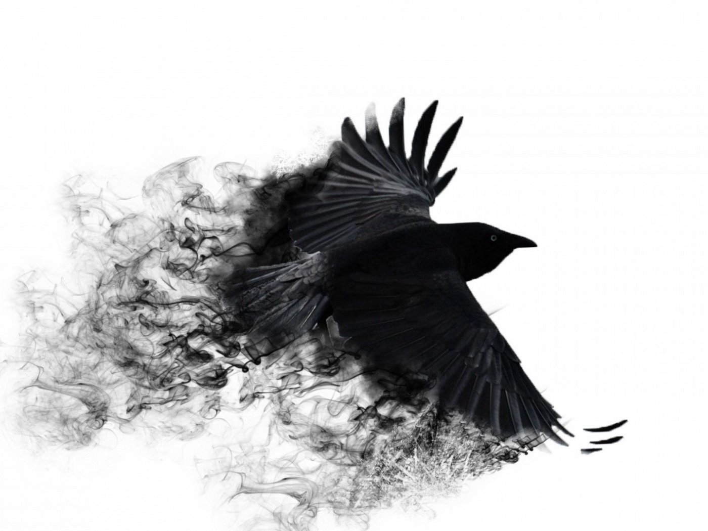 ворона, ворон, крылья, взмах