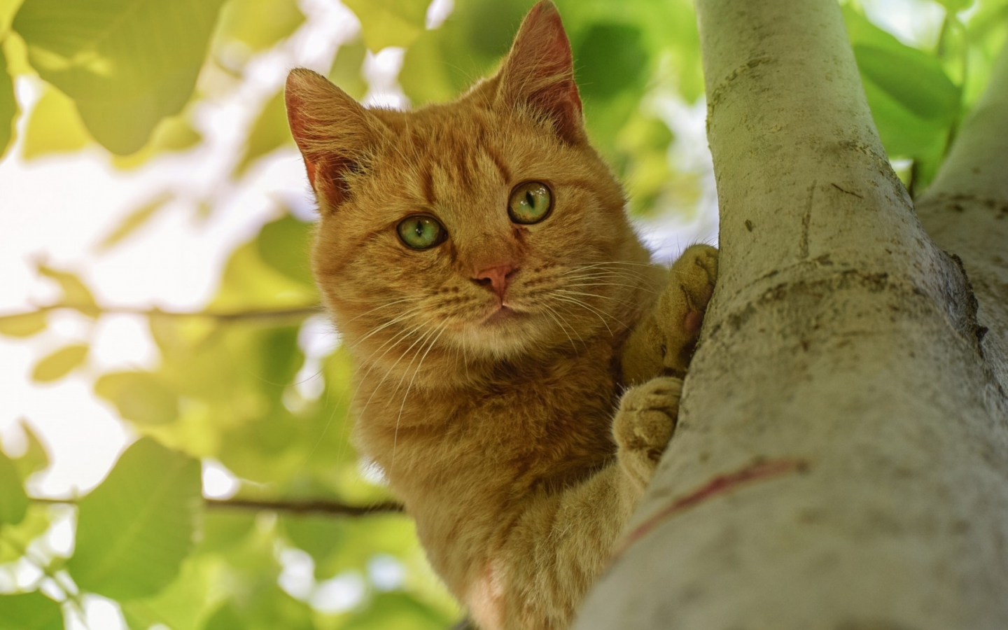 кот рыжий, взгляд, на дереве