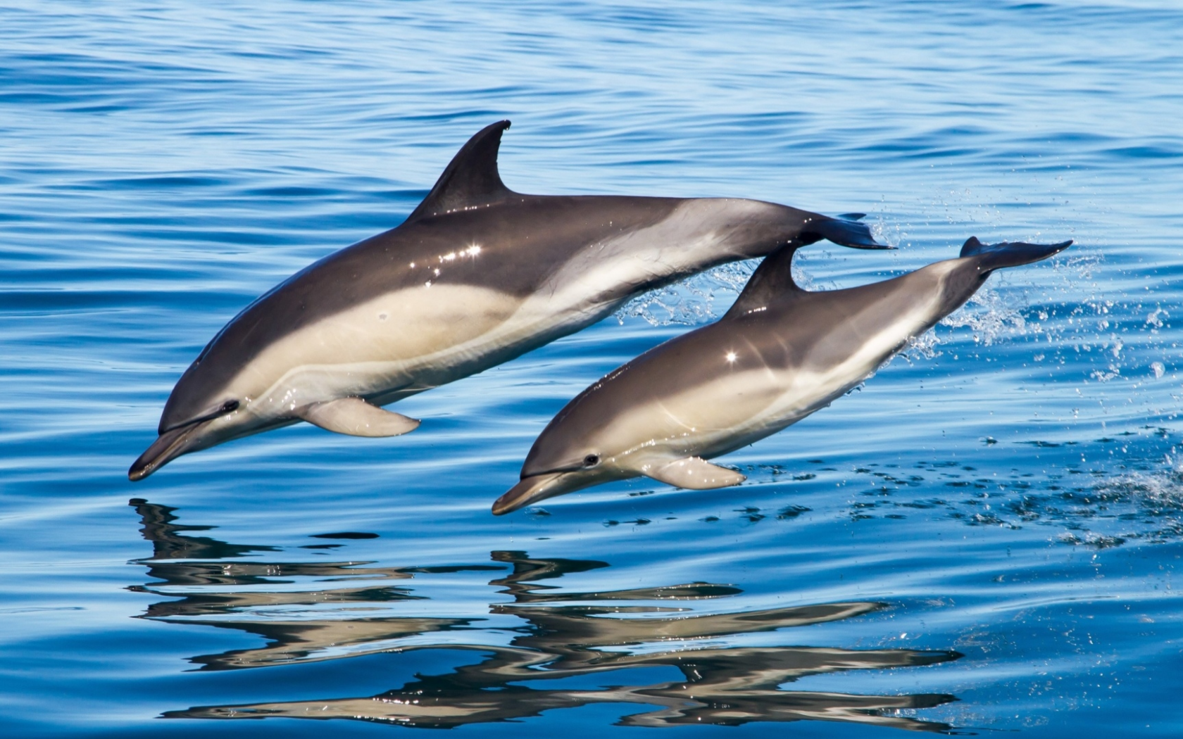 дельфины, море