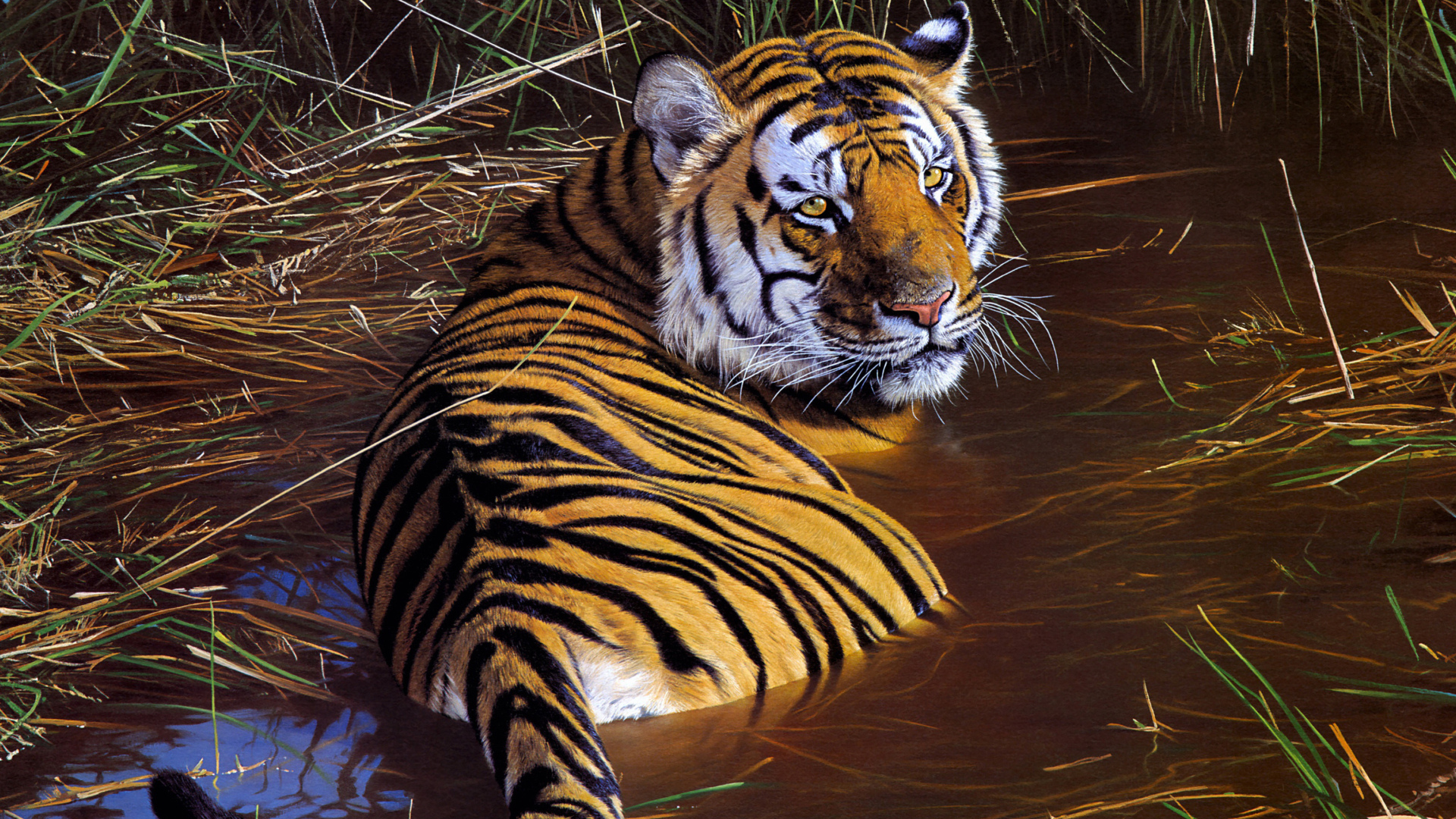тигр, хищник, лежит в воде