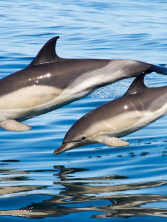 дельфины, море
