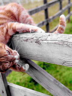 кот, рыжий, на заборе