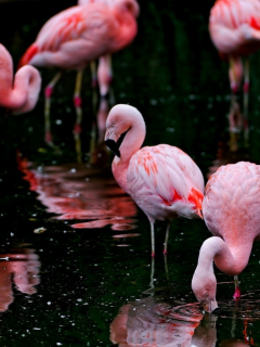 фламинго, озеро