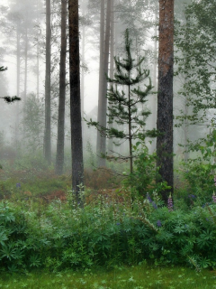 лес, деревья, туман