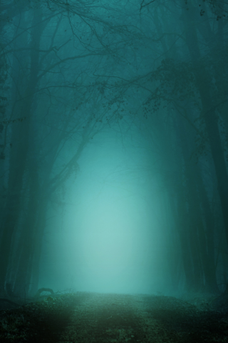 лес, деревья, туман