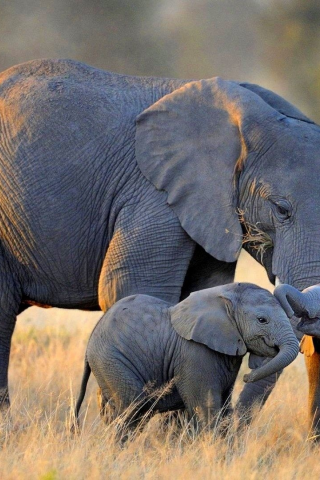 слоны, африканские, семья