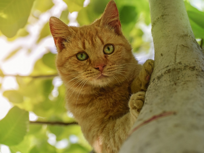кот рыжий, взгляд, на дереве