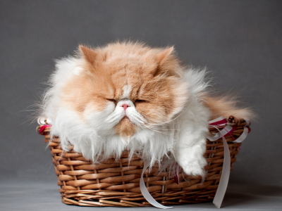 кот персидский, лежит, в корзине