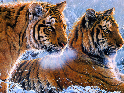 тигры, зима